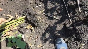 Итог по обработке Экспресс подсолнечника Евролайтингом