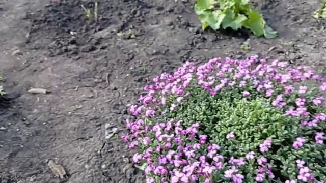 Зацветают тюльпаны, мускари, рябчики. смотреть онлайн