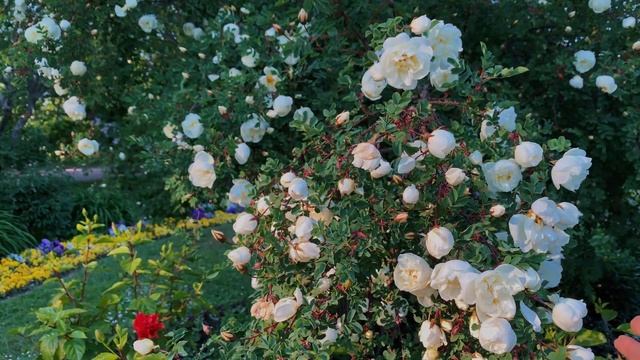 [АСМР] ПРОГУЛКА СО МНОЙ по Екатерининскому парку ? Date with me, birdsong, sounds of nature. смотреть онлайн