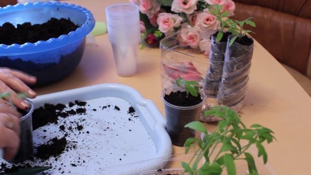 ПИКИРУЕМ ТОМАТЫ В 