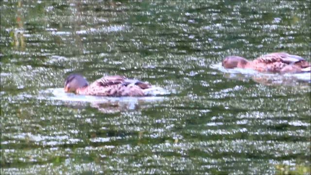 Кряквы | Жизнь диких уток на озере | Видео природы | Птицы | Бёрдвотчинг #birdwatchingphotography смотреть онлайн