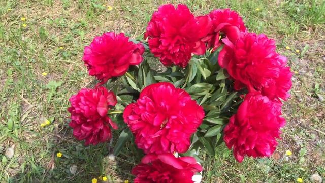 Diana Parks peony Диана Паркс пион смотреть онлайн