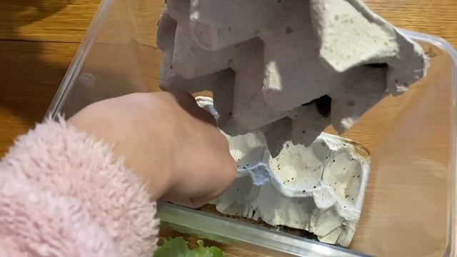 Аргентинские ? тараканы смотреть онлайн