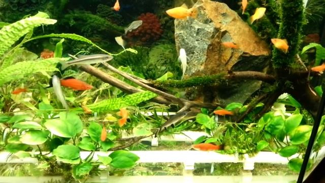 Показываю 2 уникальных способа растворения СО2 в аквариуме