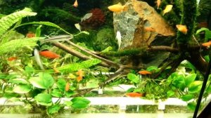 Показываю 2 уникальных способа растворения СО2 в аквариуме