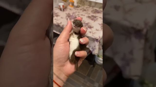 Подпишись?#ласка #домашниеживотные #животные #мойпитомец #питомец #звери #хорек #домашнийлюбимец(3) смотреть онлайн