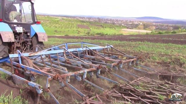 Трактор Мтз 82.1 прыгает на культиваций пахоты культоватором КПС-4 смотреть онлайн