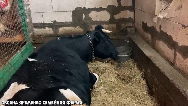 КОРОВА В ОХОТЕ / Признаки / Поведение смотреть онлайн