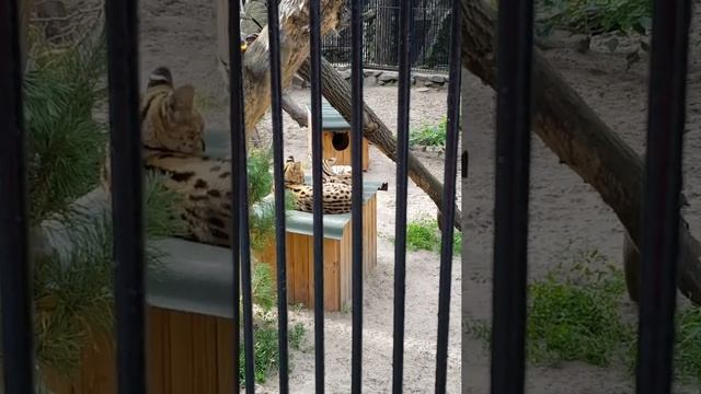 Новосибирский зоопарк / Novosibirsk zoo смотреть онлайн