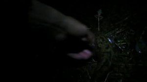 Налим весной на малых реках