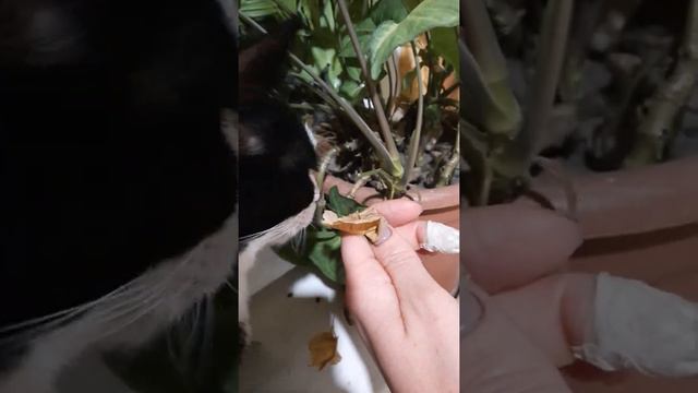 сингониум смотреть онлайн