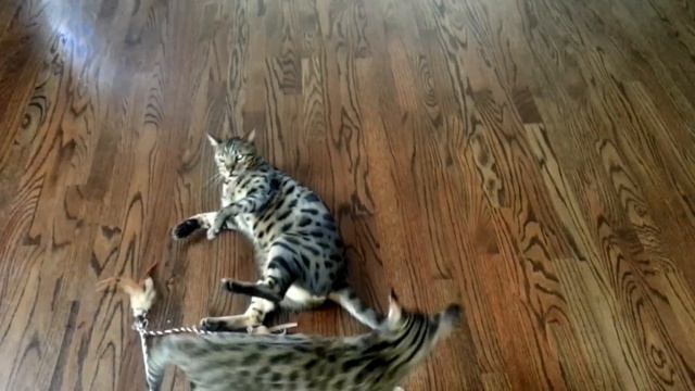 Cat fight savannah vs Bengal смотреть онлайн