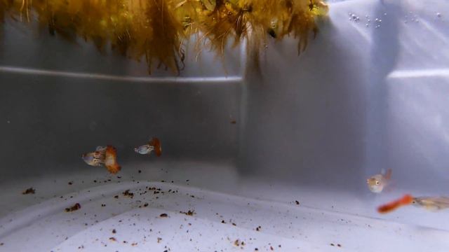 How I Breed 1,000's of Beautiful Guppies. Easy Backyard Set Up. смотреть онлайн