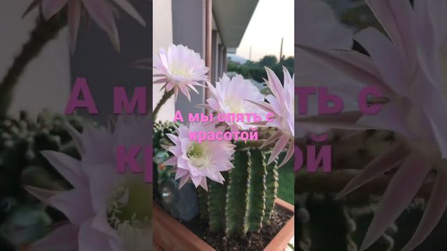 Кактусы цветут:Красота и нежный запах😀👌🌵🌸 смотреть онлайн