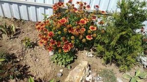 Гайлардия неприхотливый многолетник)))