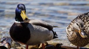 Детям про уток