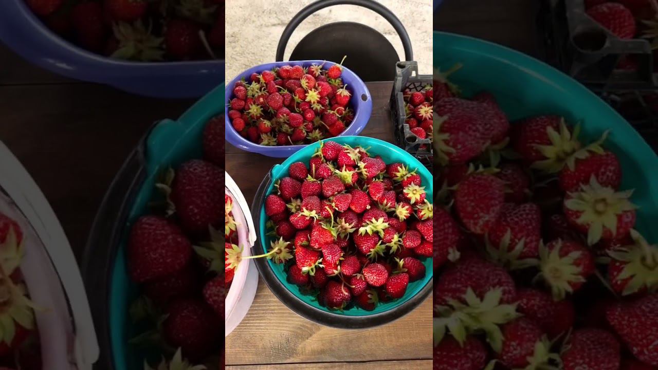 Клубника поспела#shorts смотреть онлайн