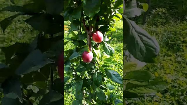 Слива "ИМПЕРИАЛ" смотреть онлайн