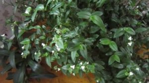 цветы в доме