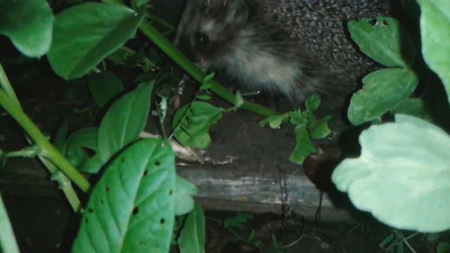 Ёж доедает мышь. смотреть онлайн