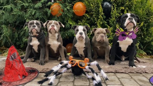Available OEB puppies/Продаются щенки староанглийского бульдога смотреть онлайн
