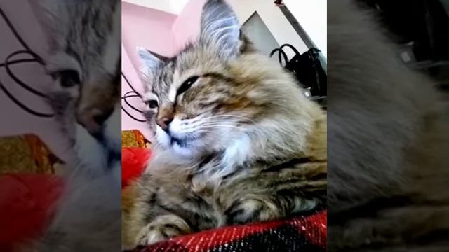 Ритуал перед охотой смотреть онлайн