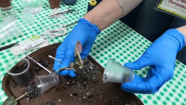 Мастер-класс "Уход за миниатюрными Фиалками" Фестиваль Цветов для Души! Магнитогорск, 29 09 2019 смотреть онлайн