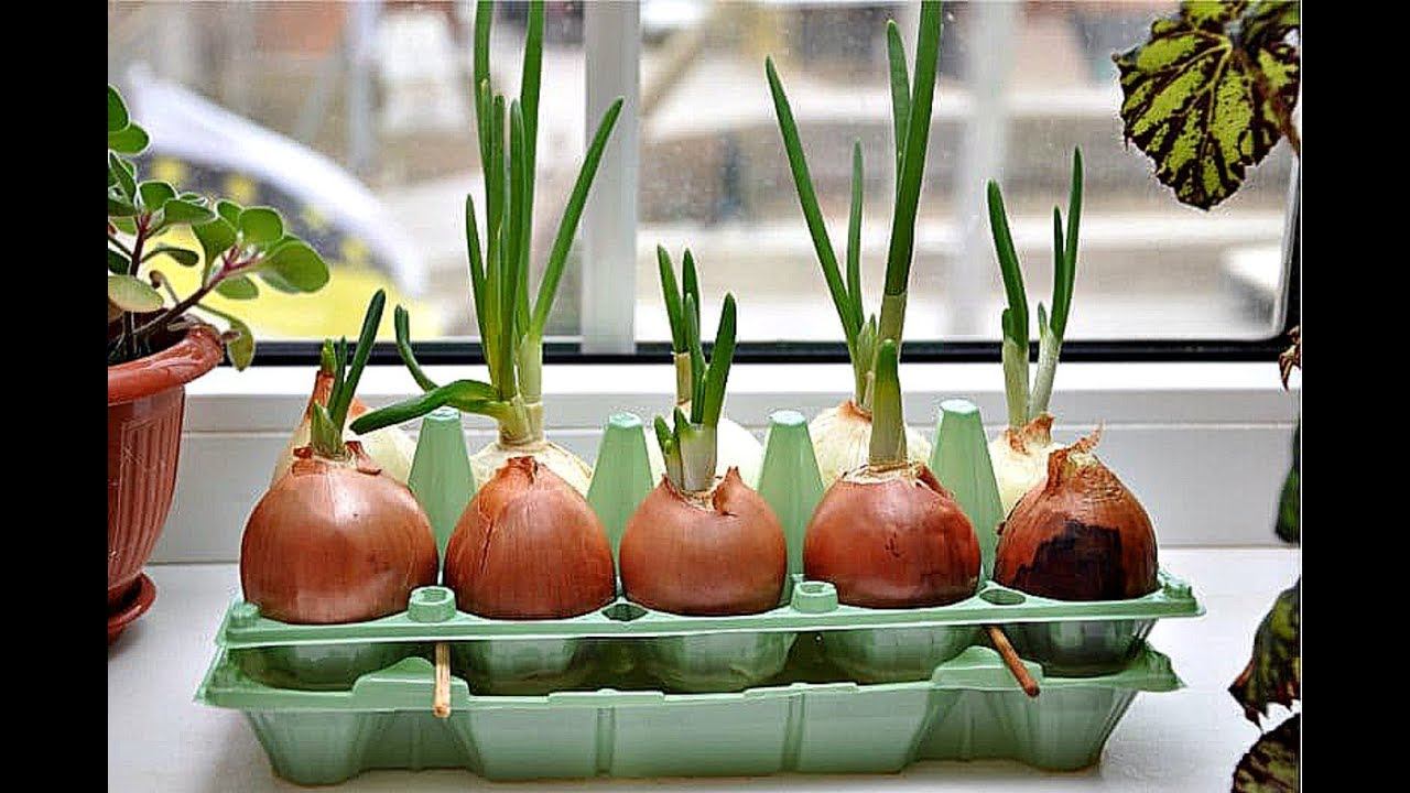 Самый эффективный метод выращивания лука дома! Как вырастить дома лук в воде? смотреть онлайн