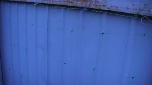 Обзор и подвязка клематиса смотреть онлайн