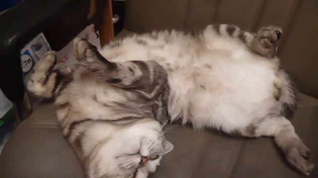 Кот яйцами кверху 07 01 2015 смотреть онлайн