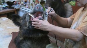 Таксидермическая работа - чучело головы кабана