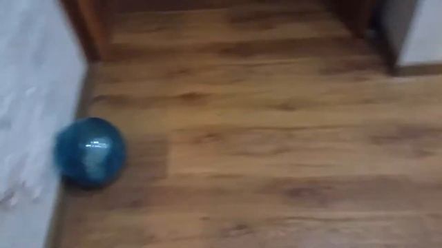 Хомяк в прогулочном шаре смотреть онлайн