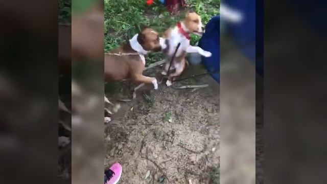 Амстафф Спайк/ собачья площадка/ занятия/НОРДОГС