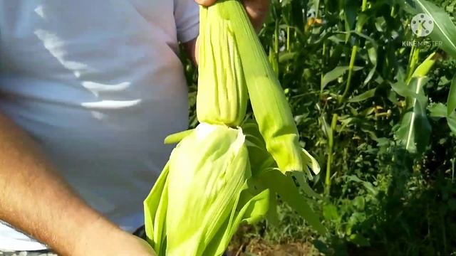 ? Кукуруза ? Сладкая, мягкая, сочная! смотреть онлайн