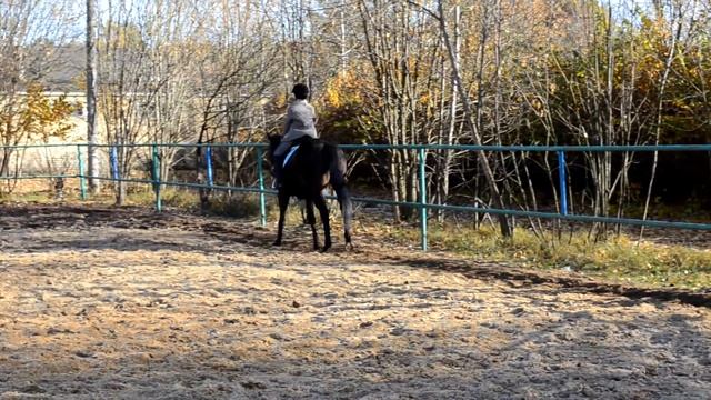 Тренировка по верховой езде, езда галопом (ШВЕ "Династия"). смотреть онлайн
