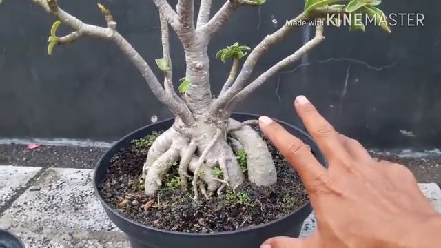 Cara agar stek tampil seperti Seedling - Adenium bonsai rosa do deserto #adenium #bonsai смотреть онлайн