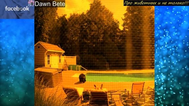 Катающийся на самокате парень чуть в штаны не наложил, встретив этого зверя! Еле ноги унёс! смотреть онлайн