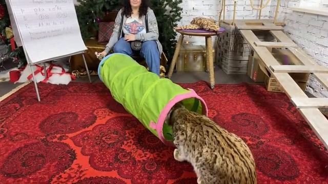 Генетика животных. Морфы, породы, локалитеты, мутации