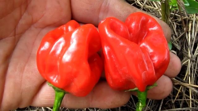 Habanero St  Martin - Хабанеро Святой Мартин