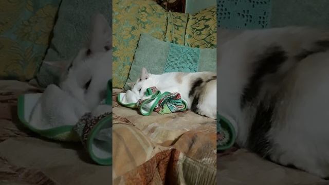 Лебедь из полотенца - мастер-класс от моей кошки Аси ??