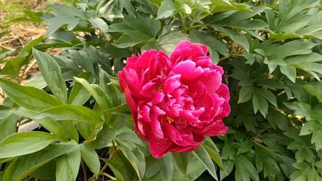 Пион Тайфун. смотреть онлайн