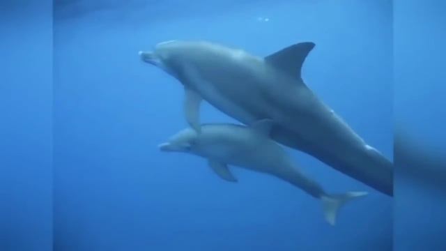 ВСЕМ МАМАМ ПОСВЯЩАЕТСЯ смотреть онлайн