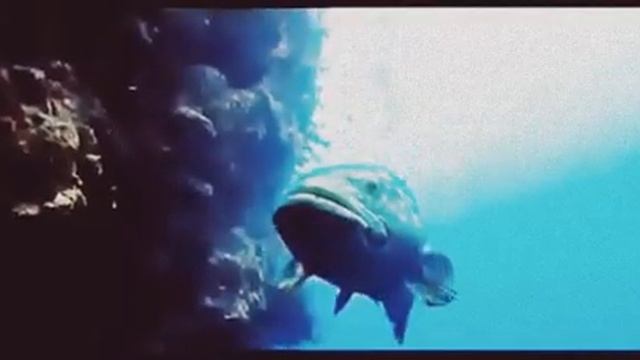 ТАИНСТВЕННЫЕ ОТКРЫТИЯ. ЭЛИКСИР БЕССМЕРТИЯ