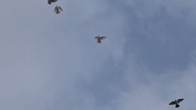 ГОЛУБИ В ПОЛЁТЕ!//ГОЛУБИ-НУТРИИ МАЦИНОВ//НИКОЛАЕВСКИЕ ГОЛУБИ//ГОЛУБИ ЛЕТАЮТ//ТРЕНИРОВКИ ГОЛУБЕЙ смотреть онлайн
