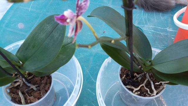 МУЧНИСТЫЙ ЧЕРВЕЦ НА ОРХИДЕЕ. МОИ ПОМОЩНИКИ #орхидеи #вредители #мучнистый червец #АКТАРА #котики смотреть онлайн