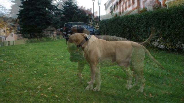 Посвящается любимой собаке смотреть онлайн