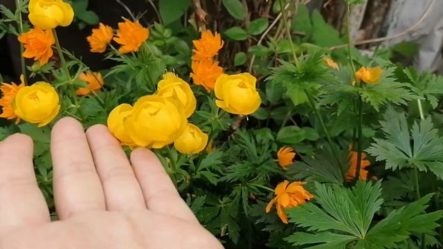 Наши Купальницы, Троллиус (Trollius) на даче. смотреть онлайн