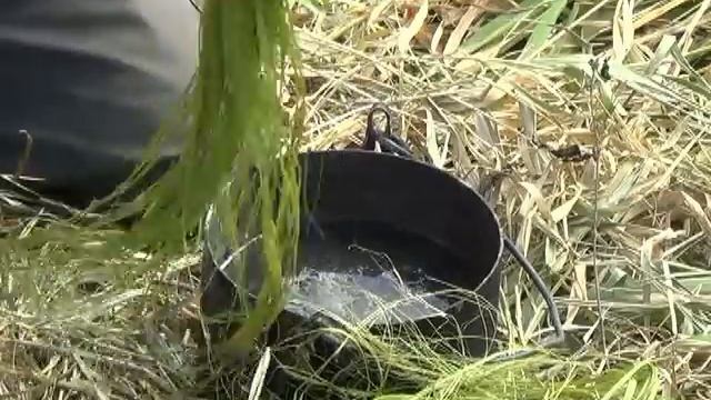 Кудель и пряжа из крапивы смотреть онлайн