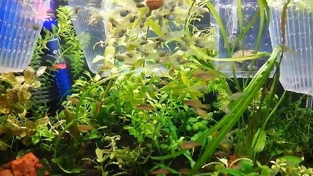 Оризиас яванский, Микрорасбора Галактика, Анциструс вуалевый. смотреть онлайн