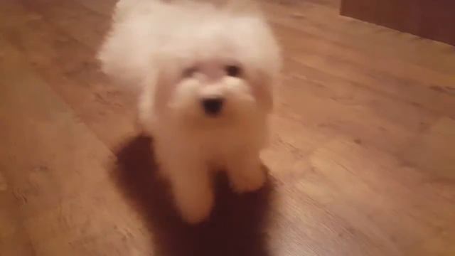 клубная гламурная девочка болонез смотреть онлайн